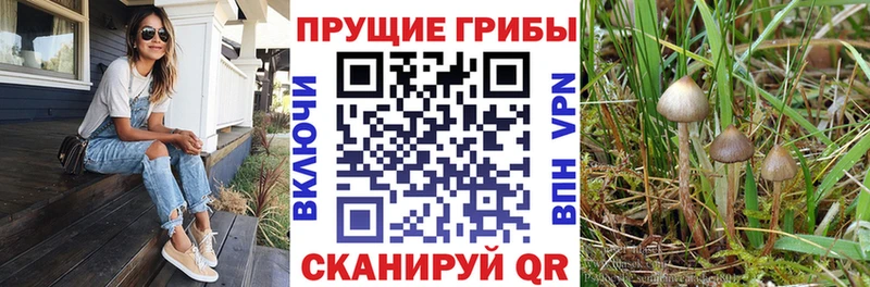 купить   Нестеров  Галлюциногенные грибы MAGIC MUSHROOMS 